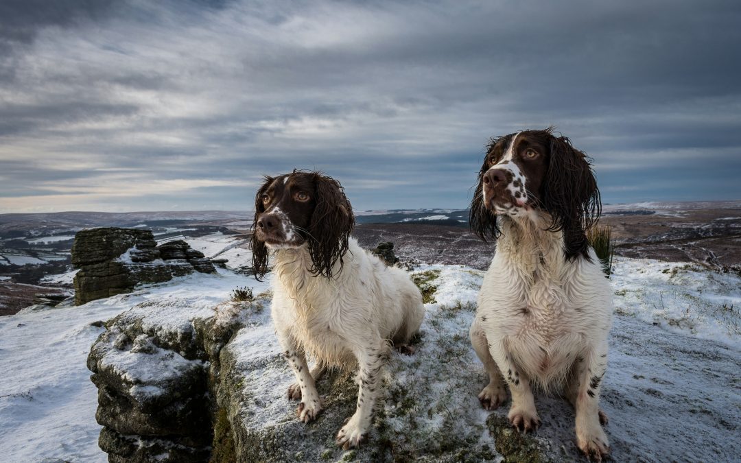 Ultimate Guide to Cocker Spaniels: Traits, Care, and Training Tips